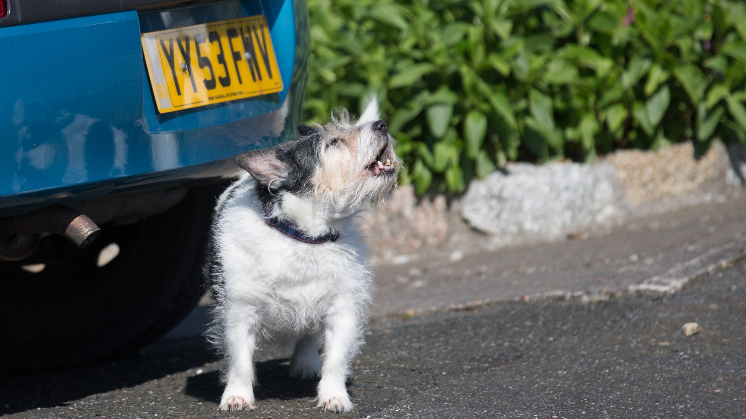 A dog barks on April 8, 2015, in Cornwall, England. (Matt Cardy/Getty Images)