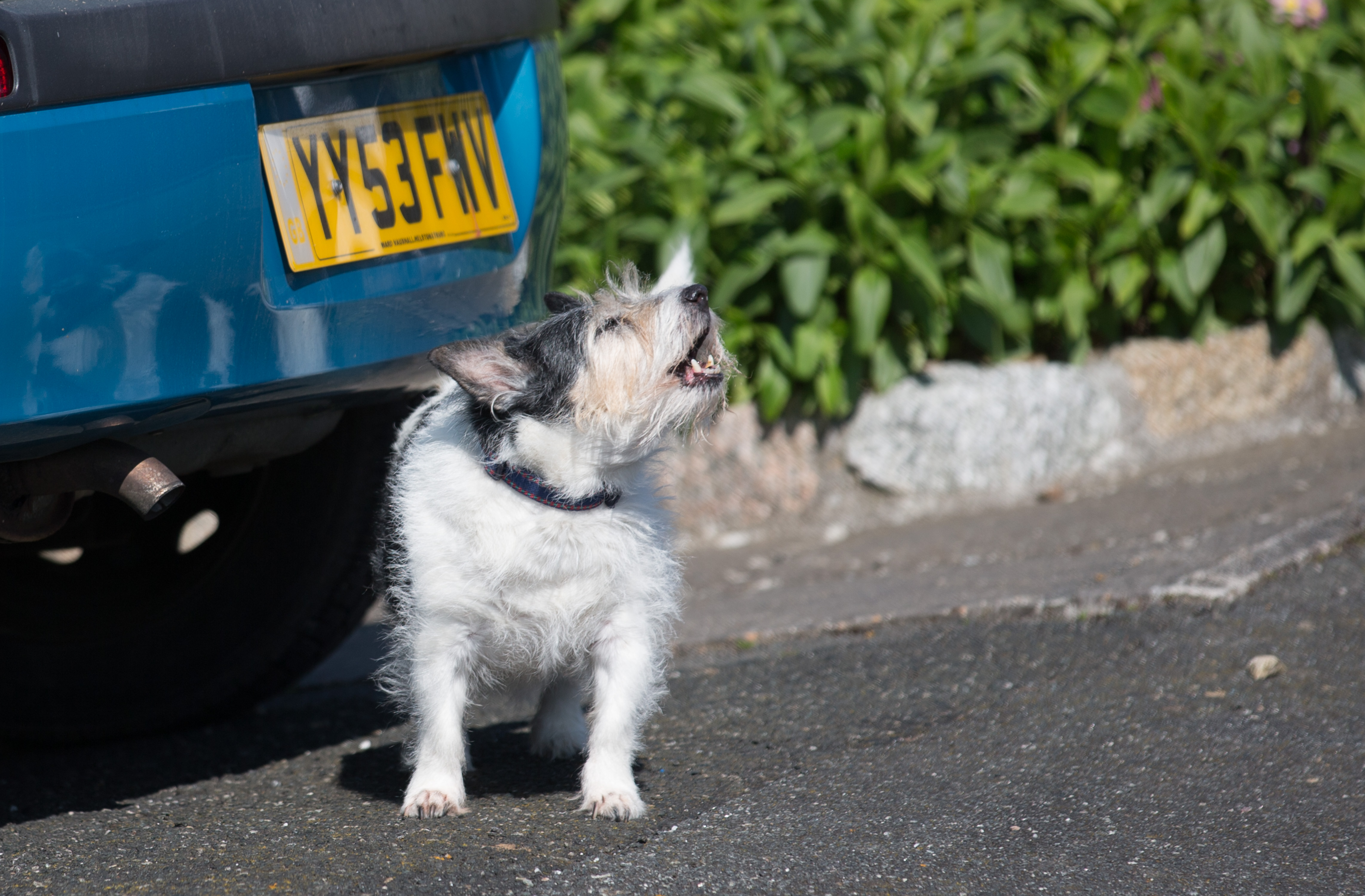 A dog barks on April 8, 2015, in Cornwall, England. (Matt Cardy/Getty Images)