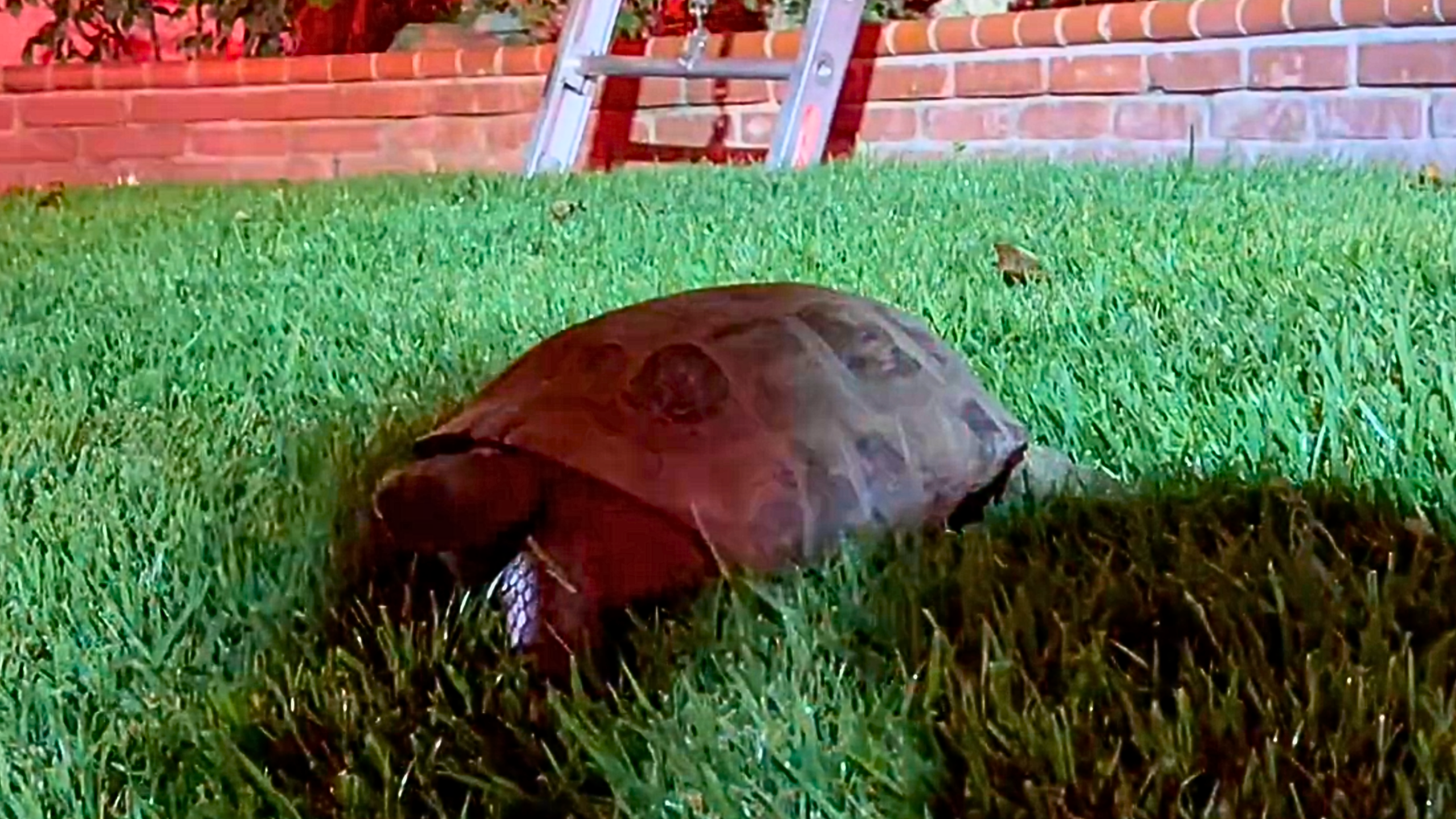 A turtle was rescued from a house fire in Cypress.