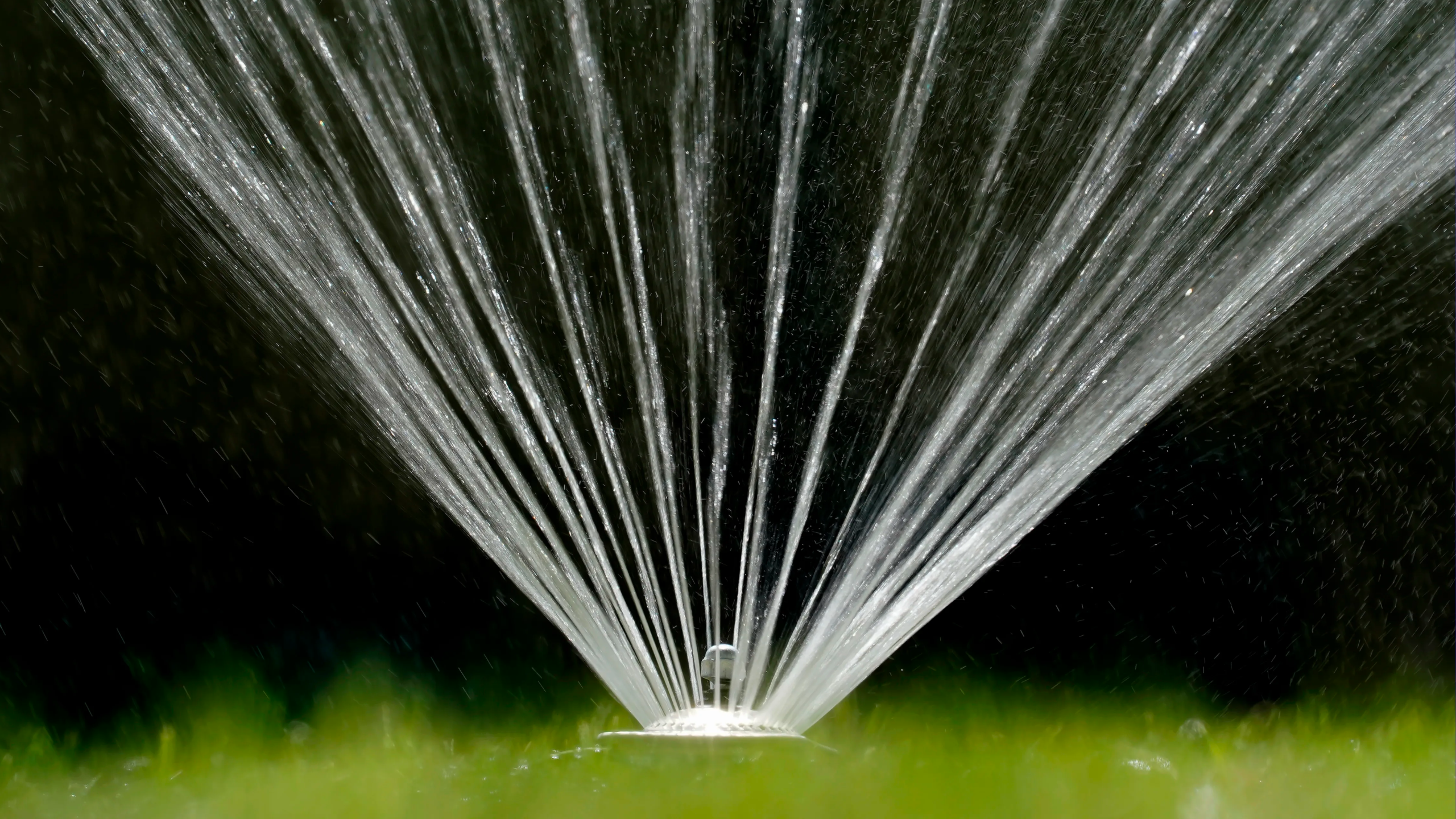 Water flies from a sprinkler on a lawn in Sacramento.