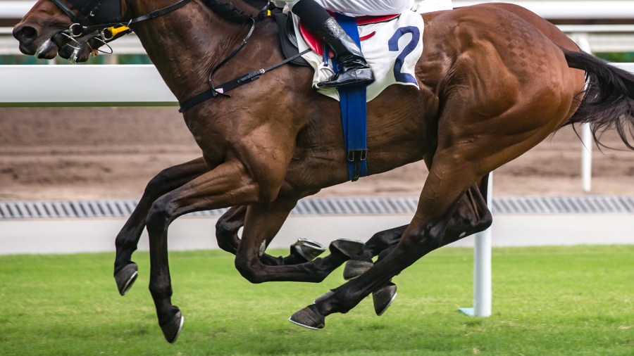 Horse racing themed photograph horses running at the race track (Getty Images)