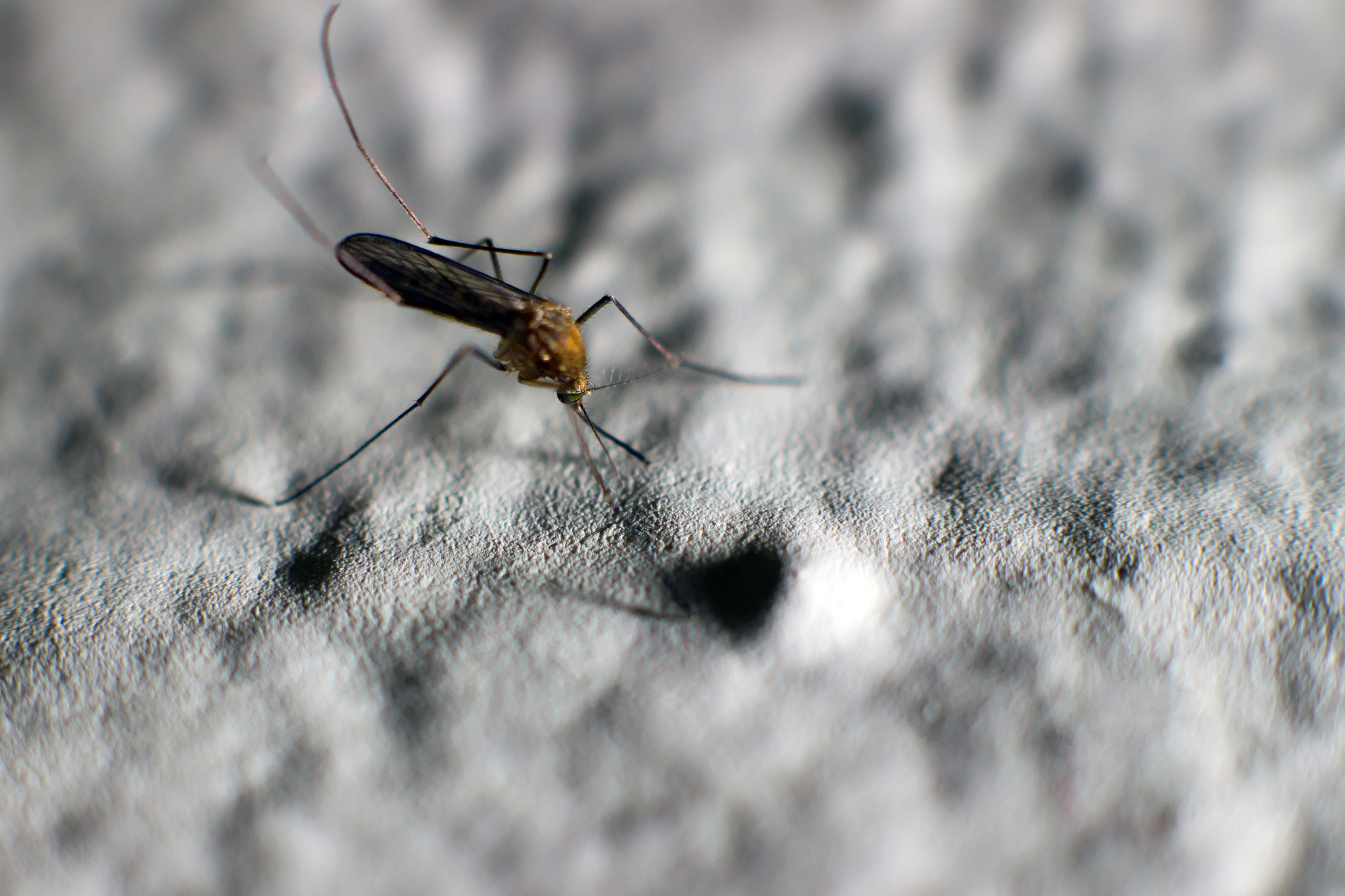 West Nile virus is transmitted to humans through the bite of an infected mosquito.