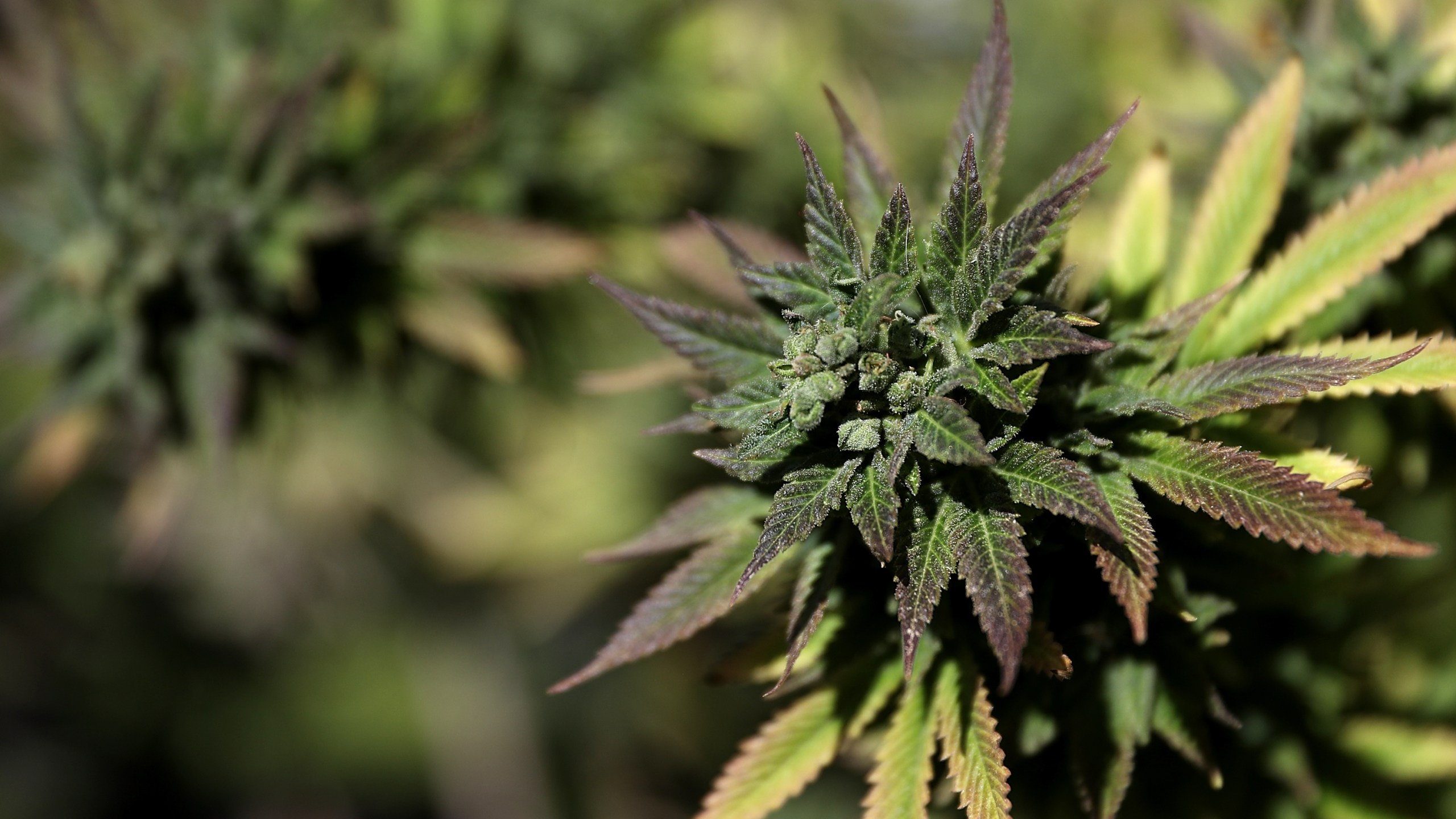 A marijuana plant is displayed during a 420 Day celebration on "Hippie Hill" in Golden Gate Park on April 20, 2018, in San Francisco. (Justin Sullivan/Getty Images)