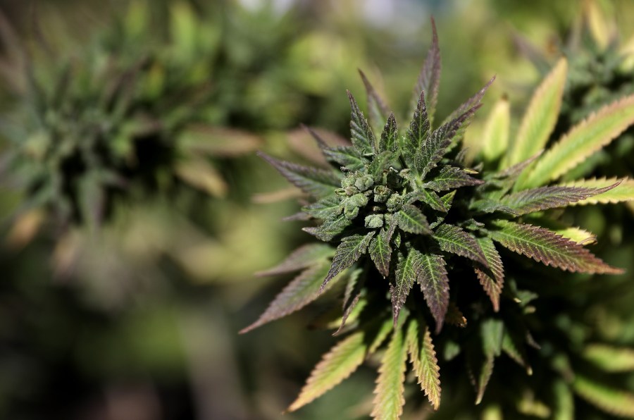 A marijuana plant is displayed during a 420 Day celebration on "Hippie Hill" in Golden Gate Park on April 20, 2018, in San Francisco. (Justin Sullivan/Getty Images)