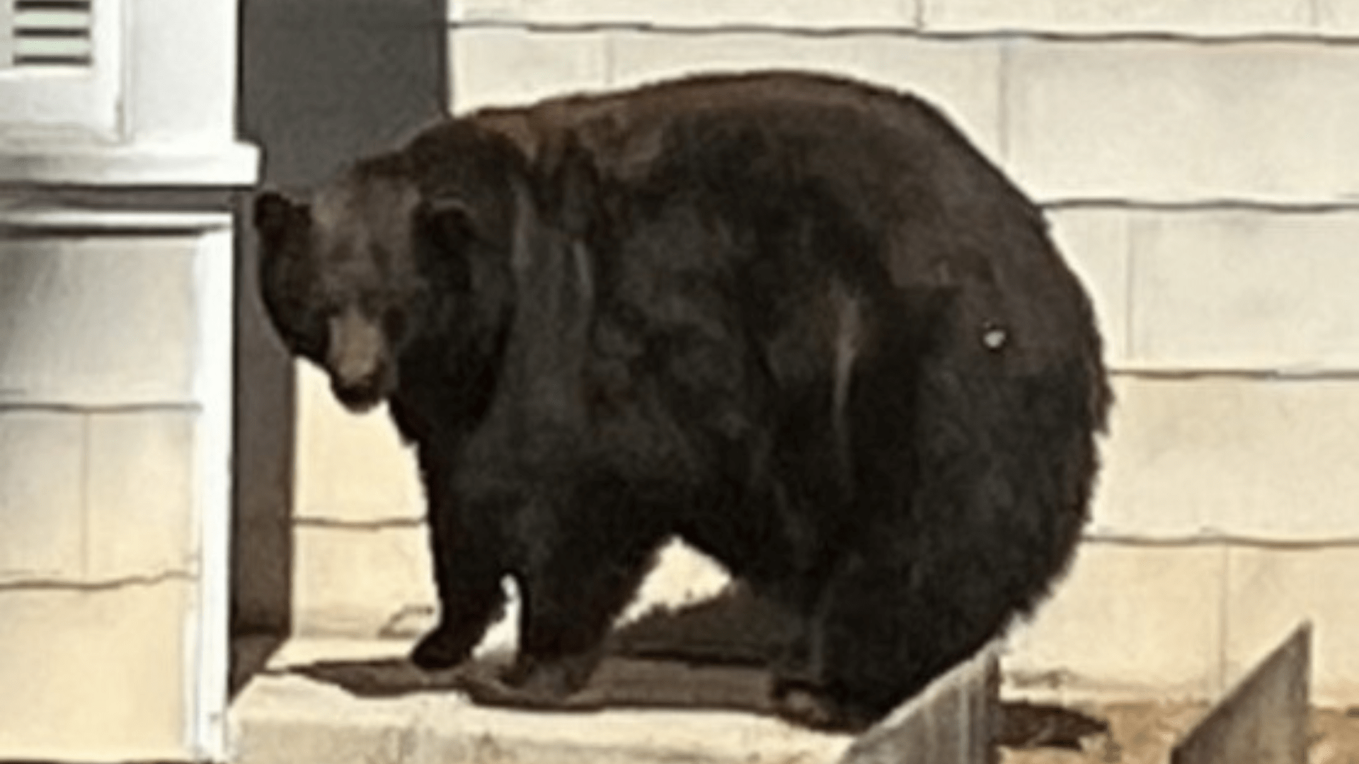 A large black bear known as 64F was captured, along with her three cubs, after being responsible for at least 21 break-ins in the South Lake Tahoe area. (California Department of Fish and Wildlife)