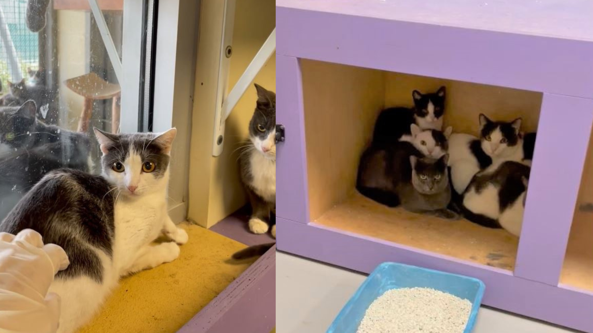 Over 80 cats up for adoption after being rescued from a hoarding situation at an Eastvale apartment. (Riverside County Department of Animal Services)