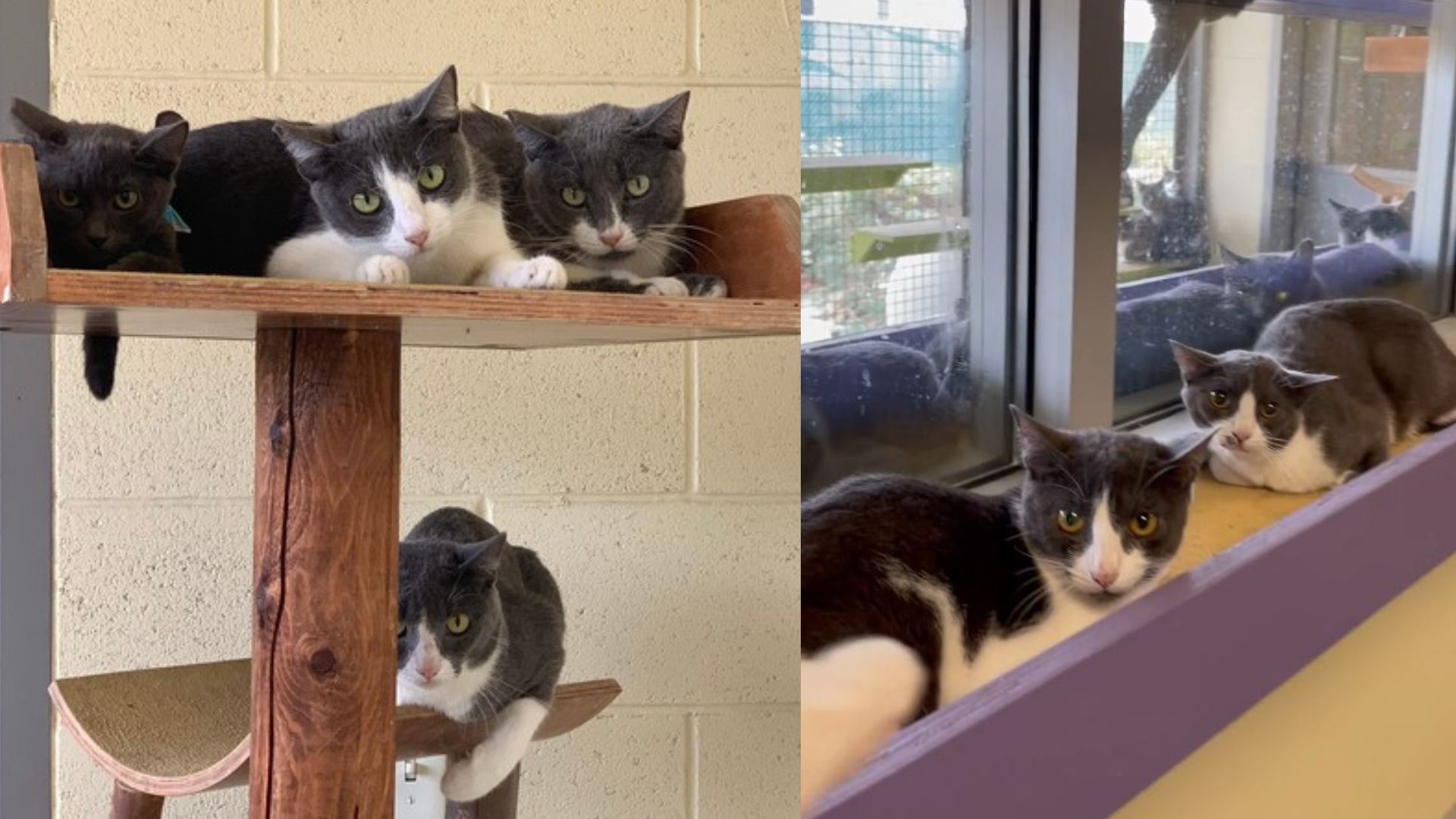 Over 80 cats up for adoption after being rescued from a hoarding situation at an Eastvale apartment. (Riverside County Department of Animal Services)