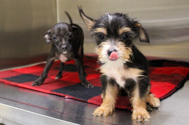 Dogs dogs recovered from an unattended vehicle in Tustin is seen in a photo provided by OC Animal Care on Aug. 22, 2023.