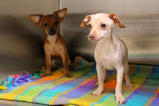 Dogs dogs recovered from an unattended vehicle in Tustin is seen in a photo provided by OC Animal Care on Aug. 22, 2023.