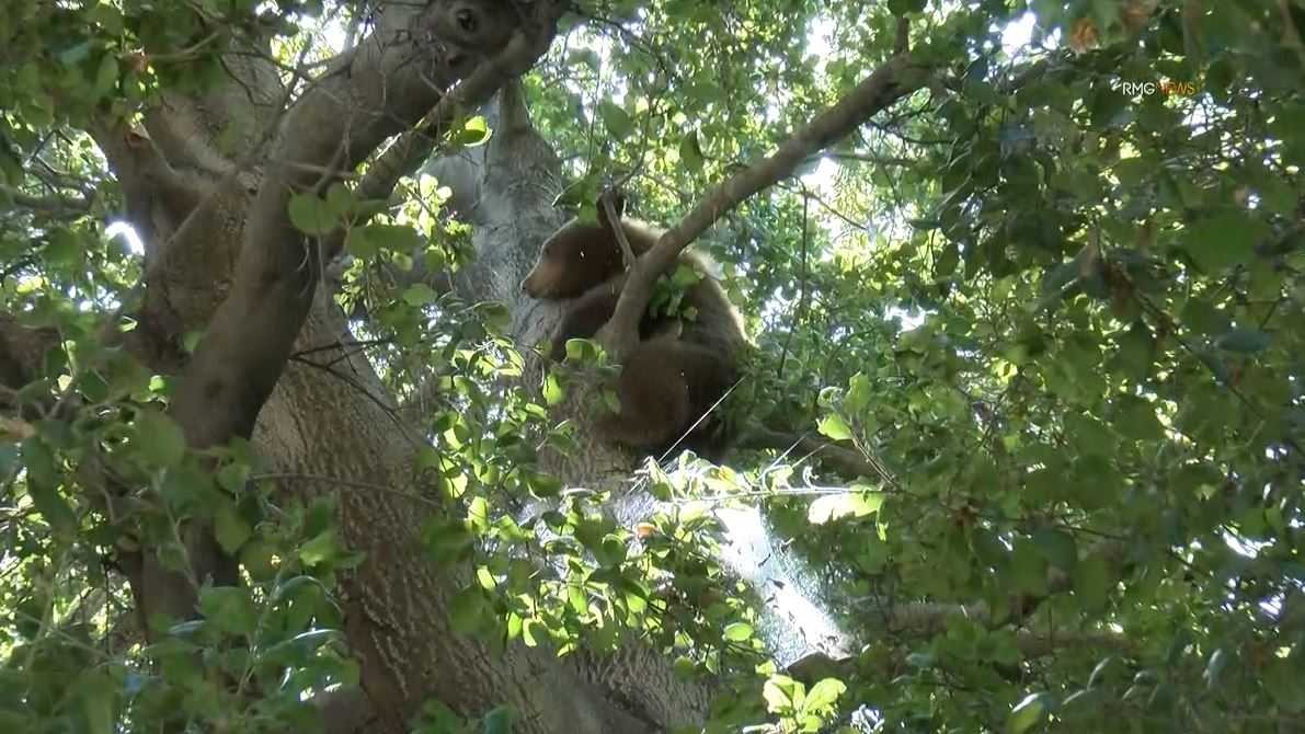 Video captured a mama bear and her two cubs enjoying a summer day of activities in Sierra Madre on Aug. 8, 2023. (RMG)