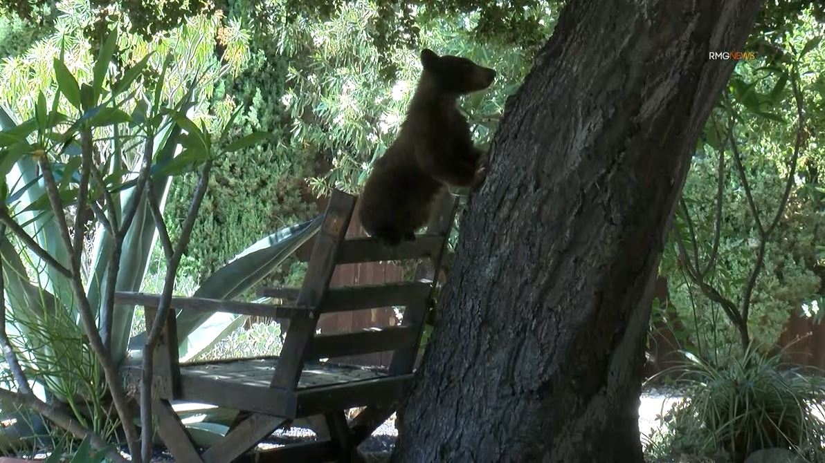 Video captured a mama bear and her two cubs enjoying a summer day of activities in Sierra Madre on Aug. 8, 2023. (RMG)