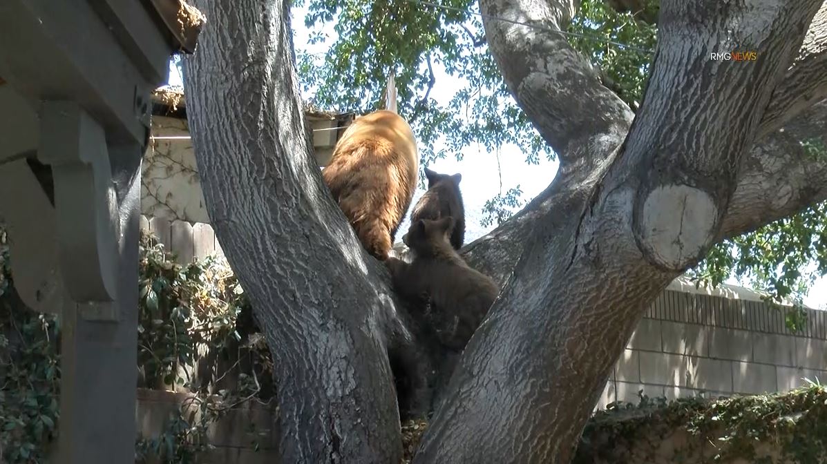 Video captured a mama bear and her two cubs enjoying a summer day of activities in Sierra Madre on Aug. 8, 2023. (RMG)