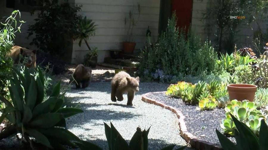 Video captured a mama bear and her two cubs enjoying a summer day of activities in Sierra Madre on August 8, 2023. (RMG)