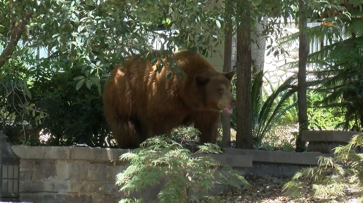 Video captured a mama bear and her two cubs enjoying a summer day of activities in Sierra Madre on August 8, 2023. (RMG)