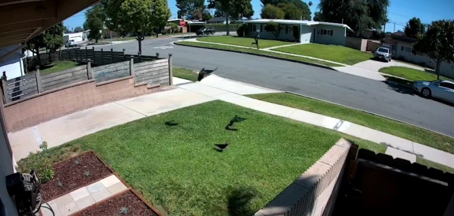 A stabbing and assault suspect is seen running away from a home in the Whittier area on Aug. 28, 2023. (LASD)