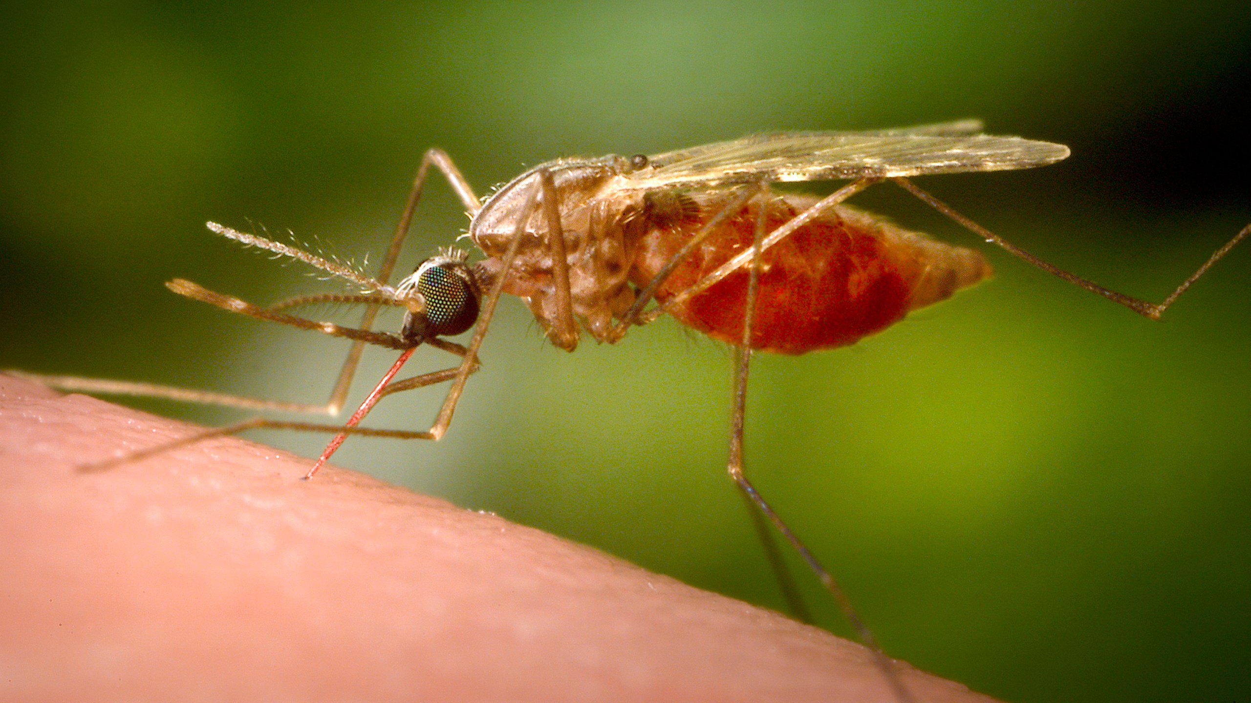 This 2014 photo made available by the U.S. Centers for Disease Control and Prevention shows a feeding female Anopheles funestus mosquito. (James Gathany/CDC