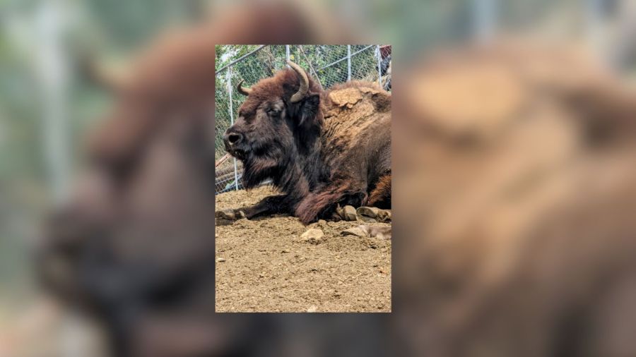 Here Comes Trouble the bison is seen sunbathing in this undated photo provided by the Los Angeles County Department of Parks and Recreation.