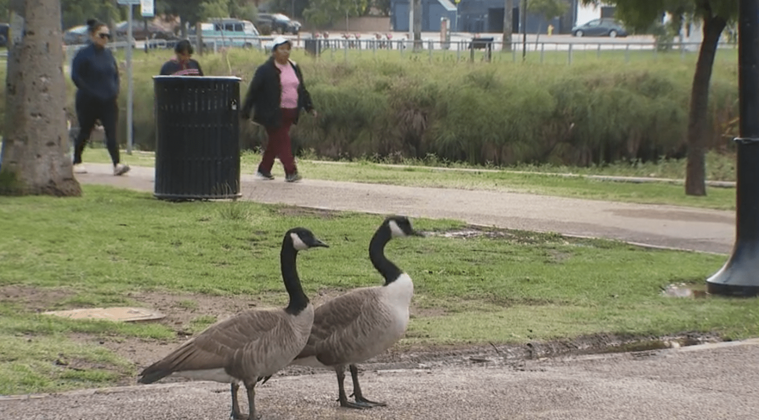 Echo Park Lake geese