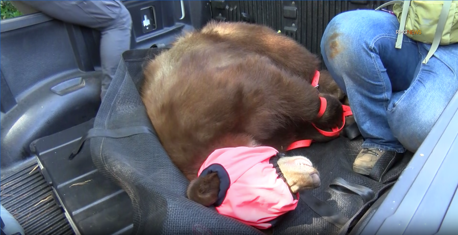 A bear was captured in Sierra Madre on Sept. 19, 2023. (RMG News)