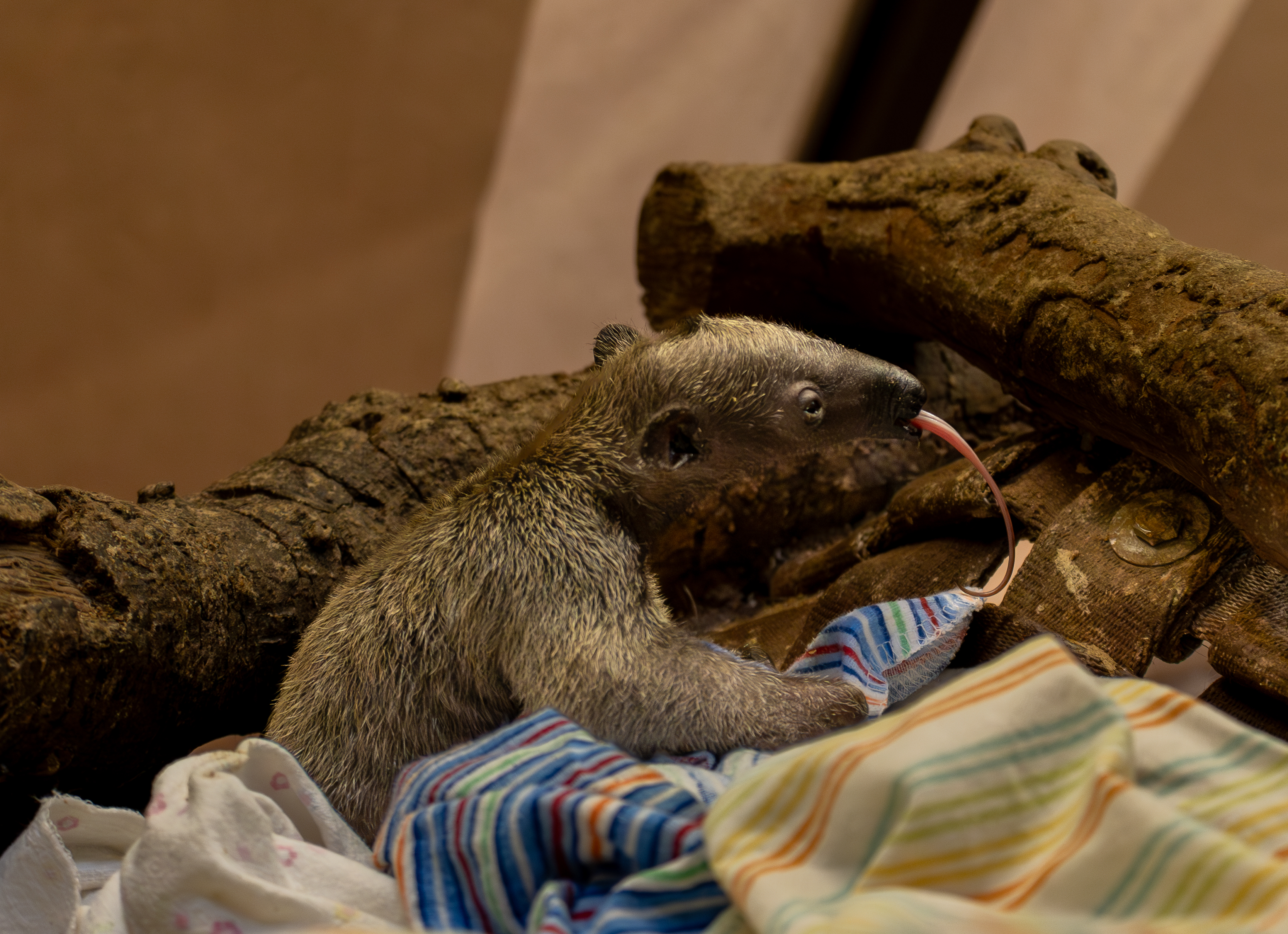 The first southern tamandua pup born at the Los Angeles Zoo is seen in an undated photo. (Los Angeles Zoo)