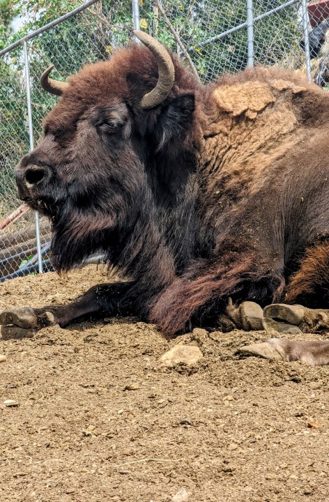 Here Comes Trouble the bison is seen sunbathing in this undated photo provided by the Los Angeles County Department of Parks and Recreation.