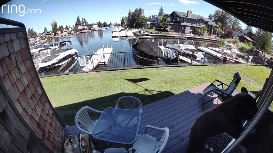 A black bear in South Lake Tahoe can be seen pushing through the screen door of a home on Aug. 2, 2023. (Ring)