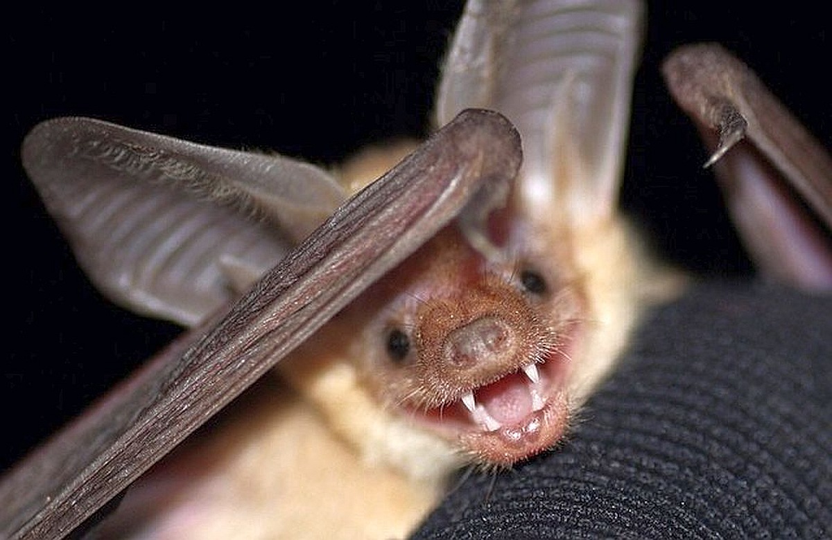 Pallid Bat