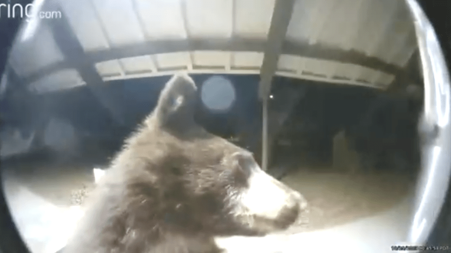 Bear caught on video ringing doorbell