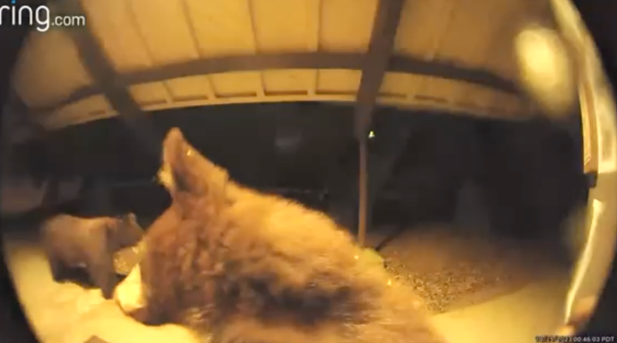 Bear caught on video ringing doorbell