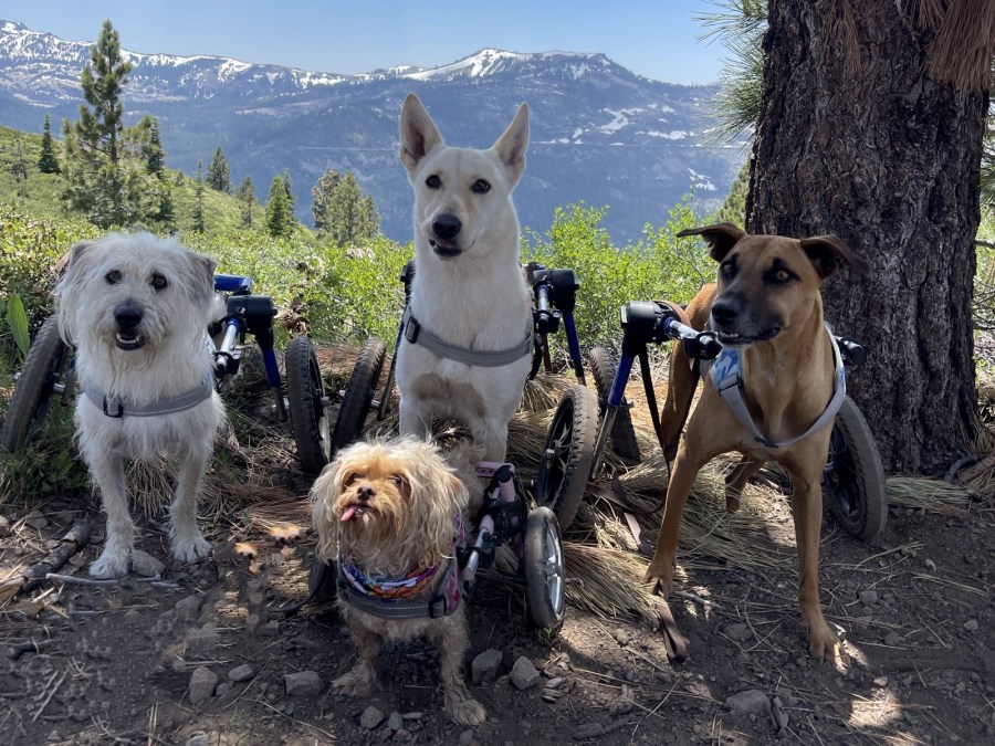 The Unstoppable Dogs, a group of disabled dogs (Peedy, Pop. Zeek, and Little Eddie) from Huntington Beach are to be featured in a popular calendar that raises money for disabled dogs across the globe.