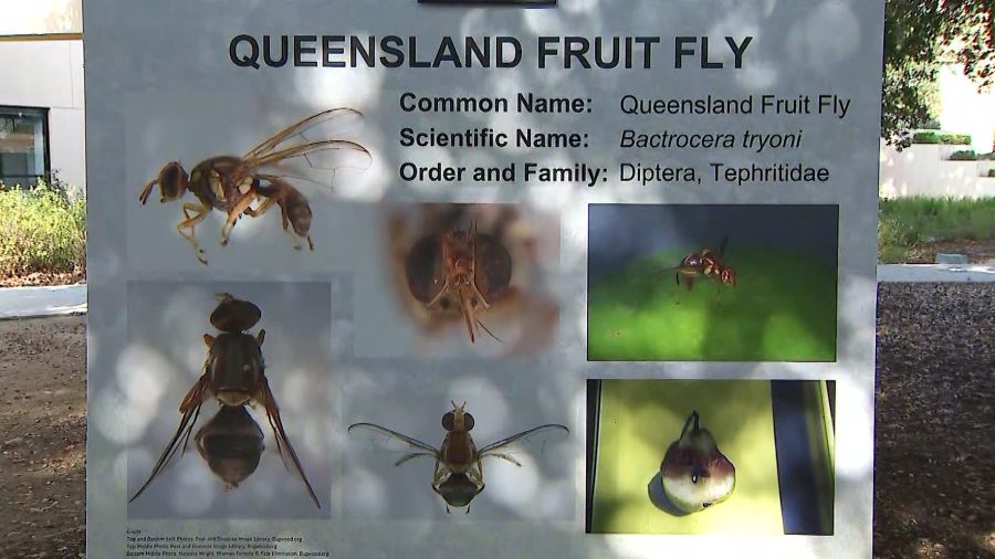 Queensland fruit fly