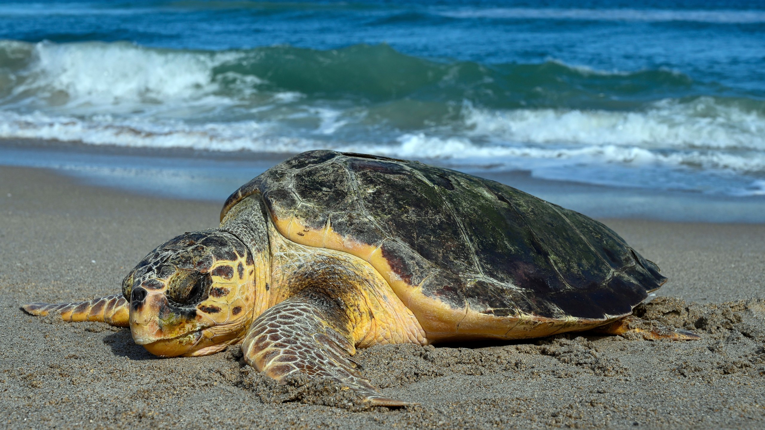 A Loggerhead Sea Turtle digs a nest along the Atlantic Ocean in this undated photo, in Juno Beach, Fla. By most measures, it was a banner year for sea turtle nests at beaches around the U.S., including record numbers for some species in Florida and elsewhere. Yet the positive picture for turtles is tempered by climate change threats, including higher sand temperatures that produce fewer males, changes in ocean currents that disrupt their journeys and increasingly severe storms that wash away nests. (Loggerhead Marine Life Center via AP)