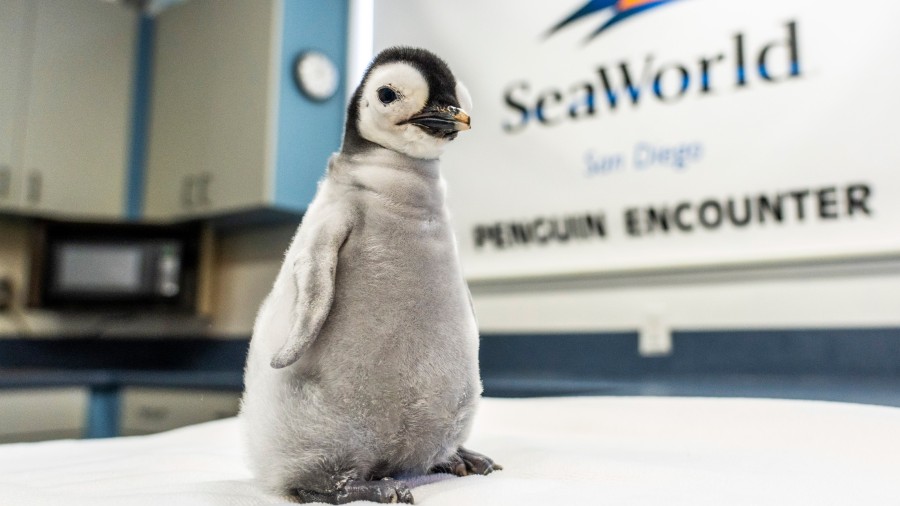 Emperor penguin hatched at SeaWorld