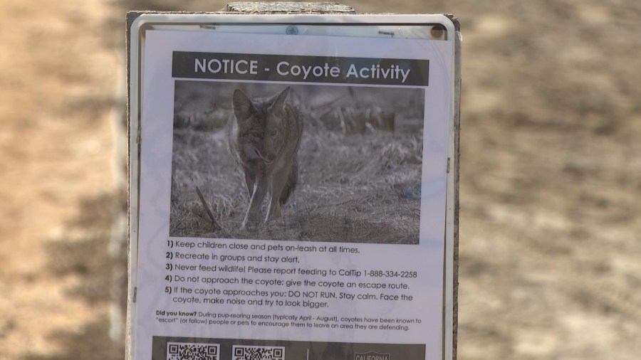 Bolsa Chica Ecological Reserve Coyotes