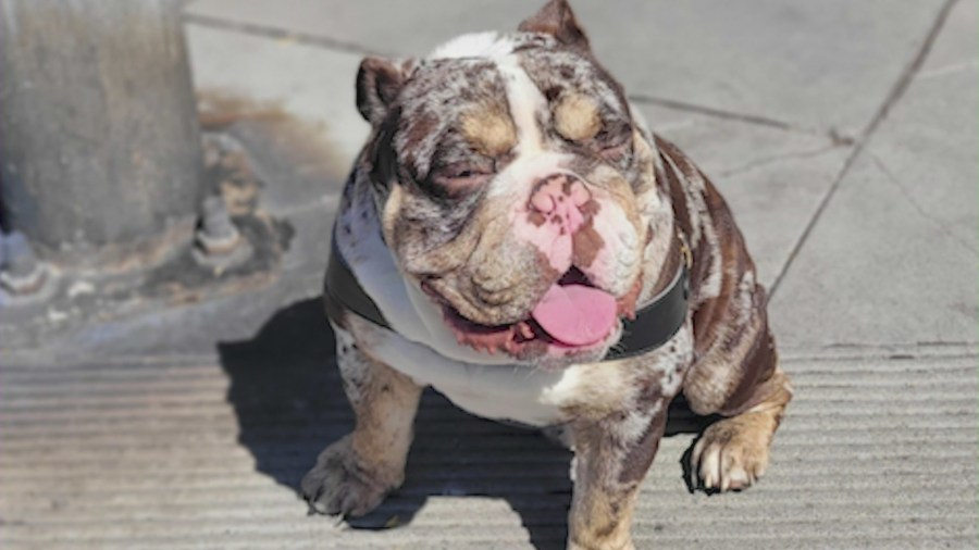 Capone is a 1-year, 10-month-old English Bulldog that was stolen at gunpoint from a couple in West Hollywood.