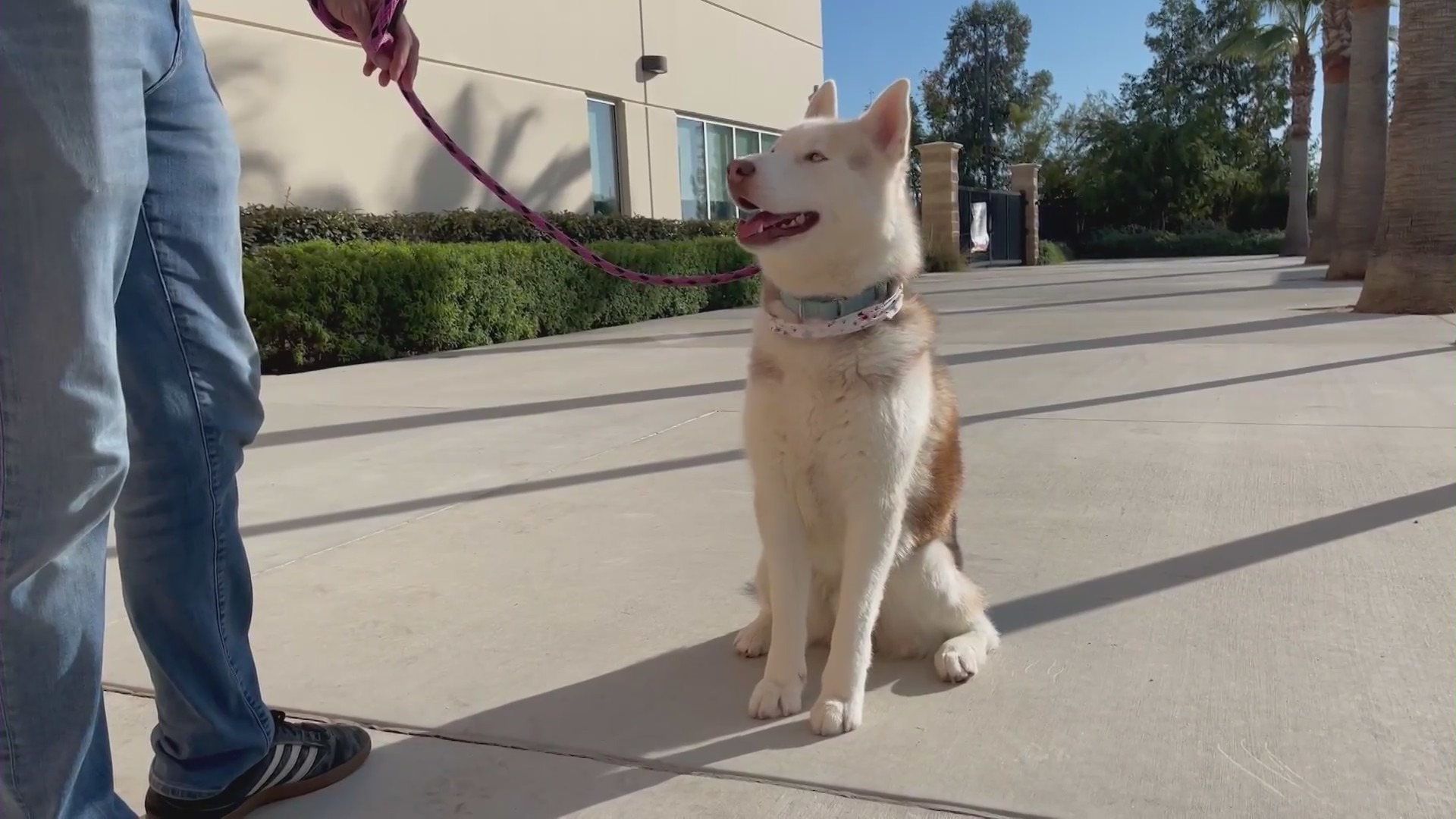 Dogs needing emergency foster homes amid the local state of emergency caused by the destructive hangar fire in Tustin. (KTLA)