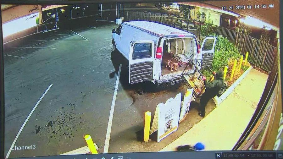 Security video captured a $100,000 dog heist after thieves ransacked a pet shop in Gardena on Nov. 21, 2023. (Top Dog Pet Store)