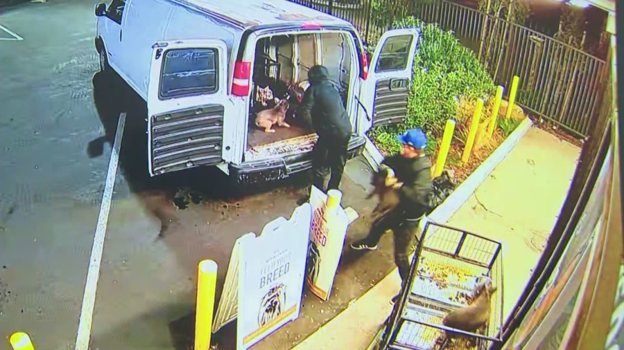 Security video captured a $100,000 dog heist after thieves ransacked a pet shop in Gardena on Nov. 21, 2023. (Top Dog Pet Store)