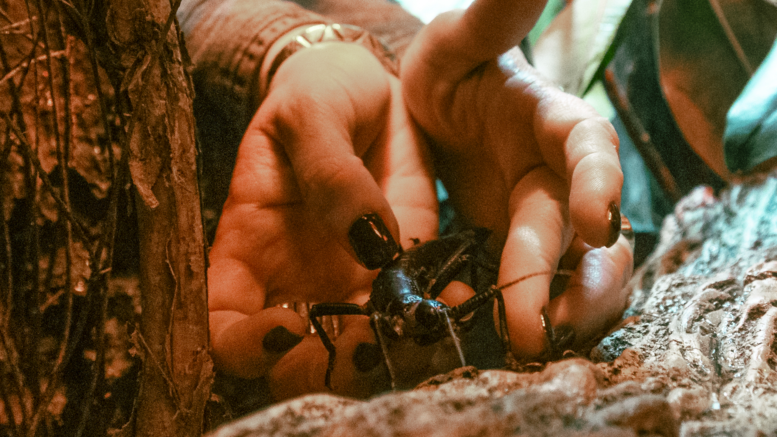 Lord Howe Island stick insects in their new habitat at Wildlife Explorer’s Basecamp.