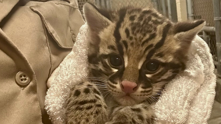 An ocelot kitten is seen in an image provided by the Los Angeles Zoo.