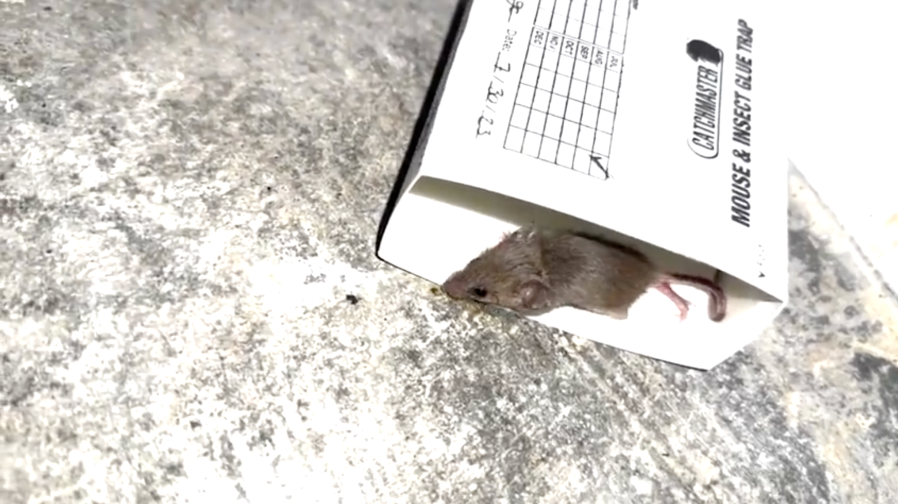 Upscale Hollywood eatery has rat problem, workers say