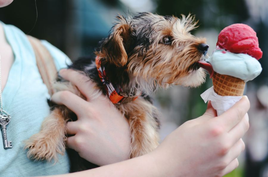 Christmas foods dogs can't eat