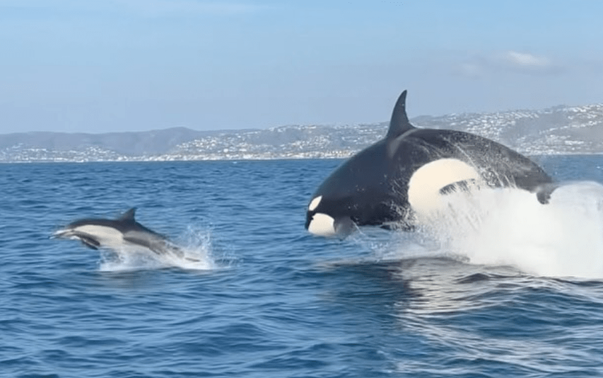 Orca vs. Dolphin
