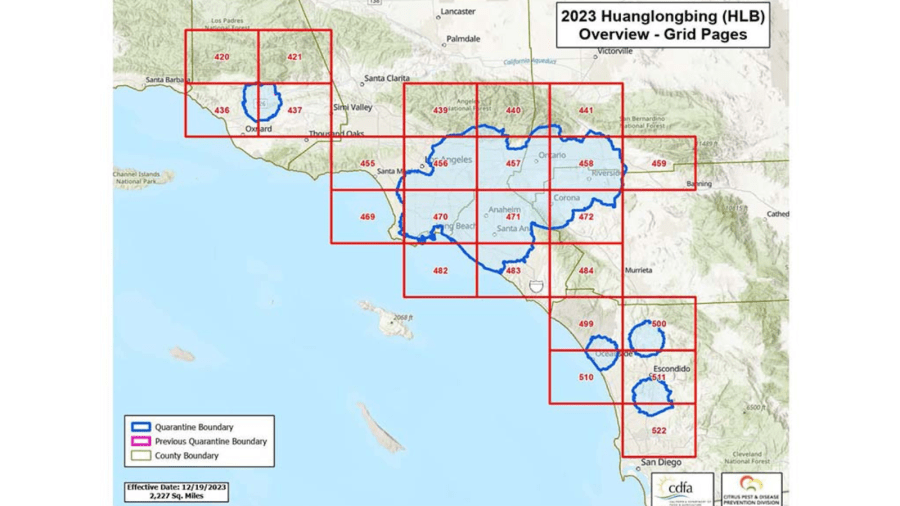 CDFA warns SoCal residents of second ‘highly invasive’ pest threatening local fruit 