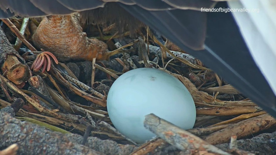 Jackie and Shadow, a local pair of bald eagles laid their first egg of 2024.