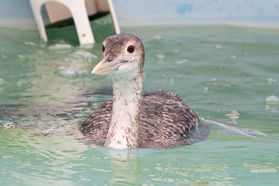 Rare bird rescued