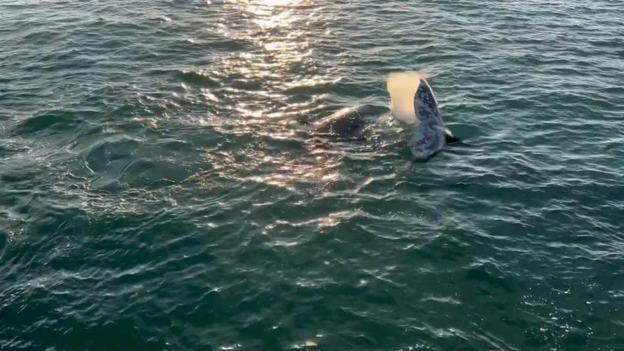 Orcas attack gray whale