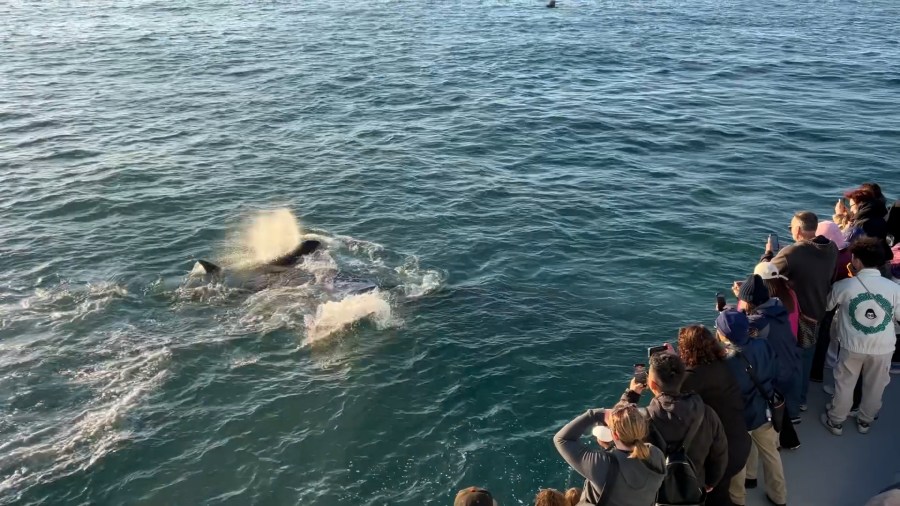 Orcas attack gray whale