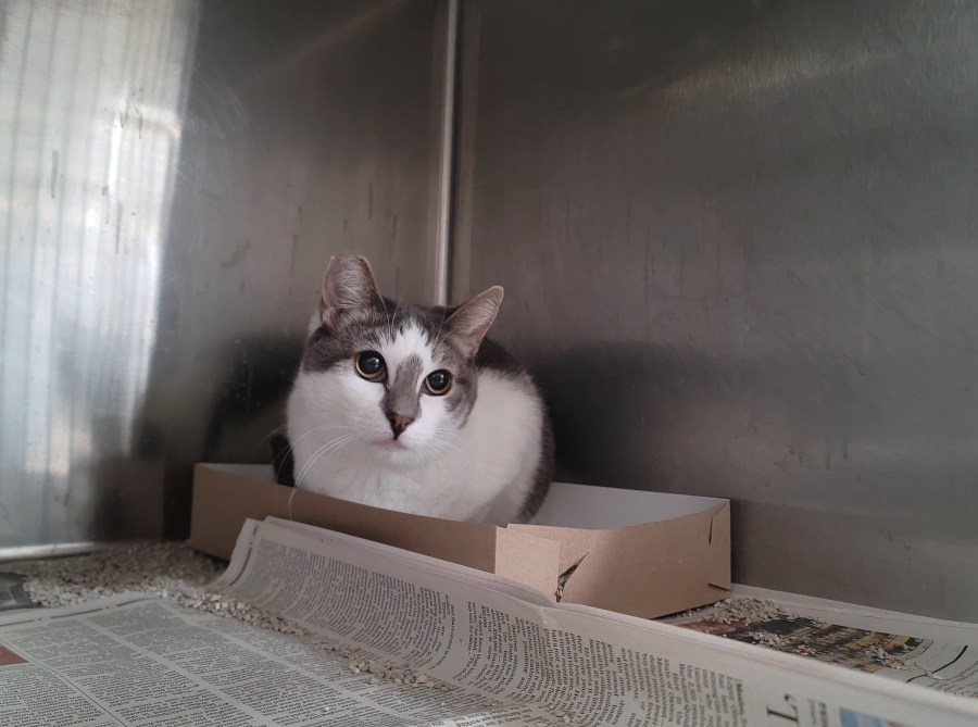 One of the cats rescued in October 2022 deemed "not suited" for indoor life is shown in this undated photo. Los Angeles County officials are attempting to find new homes for of these 20 cats.