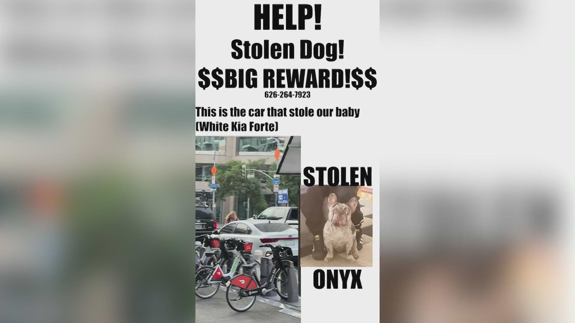 Reward being offered for Onyx, a black merle French bulldog, was stolen by thieves in downtown L.A. on Jan. 18, 2024. (Ali Zacharias)